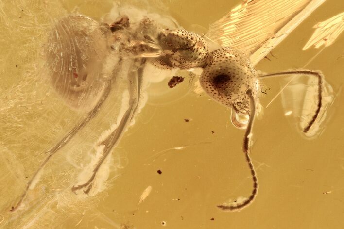 Fossil Ant and True Midge in Baltic Amber #284557